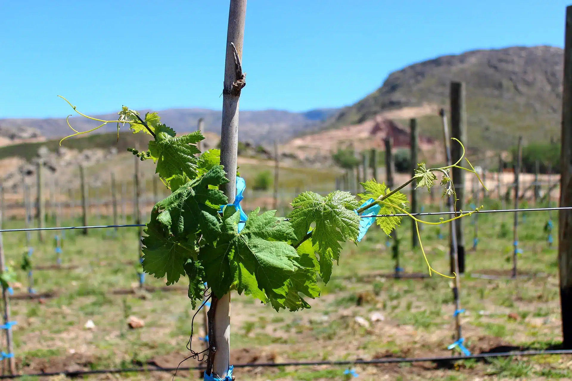 Vid en crecimiento wire for agriculture